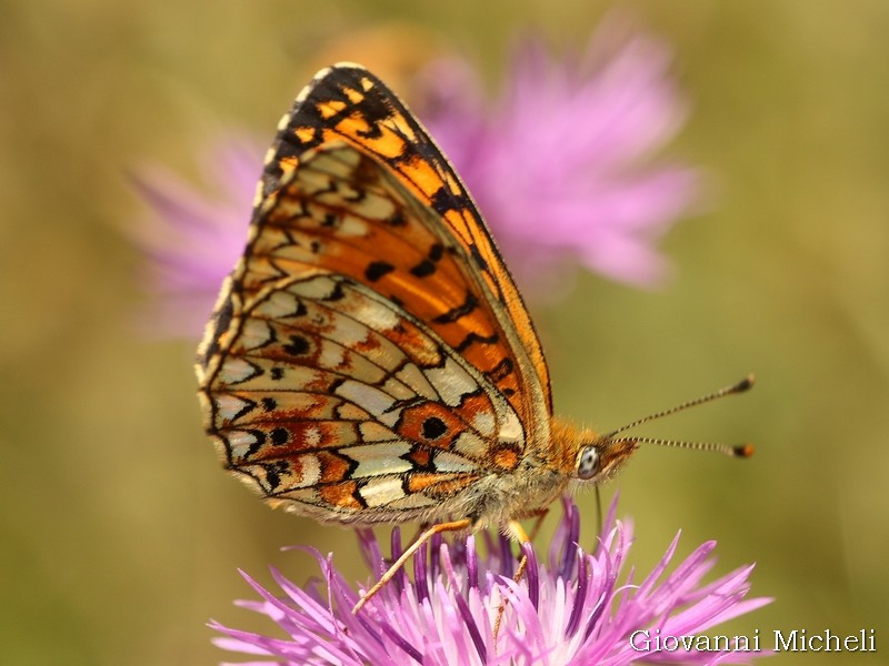 Aiuto ID - Boloria (Clossiana) selene, Nymphalidae